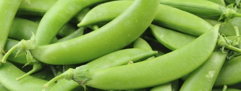 sugar snaps from envisage limited in kenya